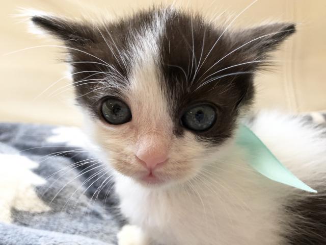 マンチカン【足長】 XマスSALE🎄🎅🏼　値下げしました❣️