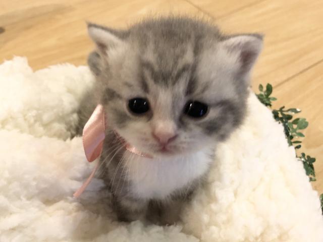 ミヌエット（旧ナポレオン） 足長ふわもこちゃん♡