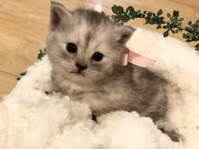 ミヌエット(旧ナポレオン)【足長】値下げしました❣️