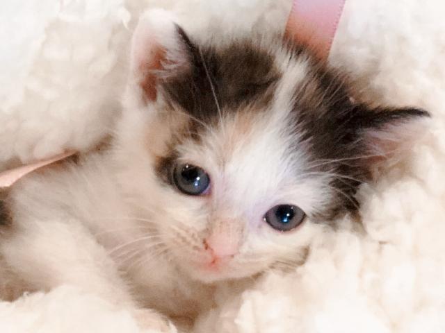 マンチカン【足長】XマスSALE🎅🏼🎄