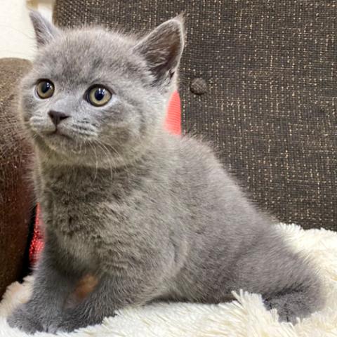 ブリティッシュショートヘア