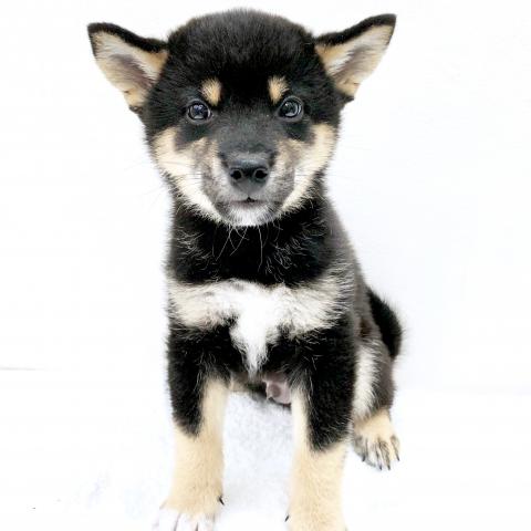 柴犬