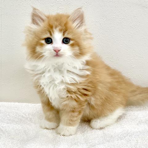 ノルウェージャンフォレストキャット