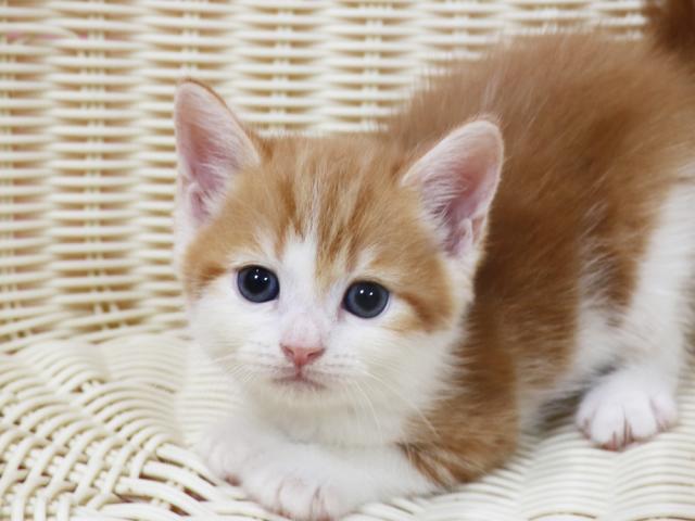 スコティッシュフォールド