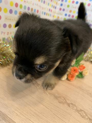 チワワ（ロングコート）