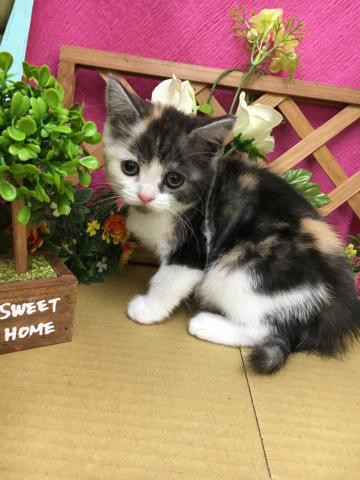 スコティッシュフォールド