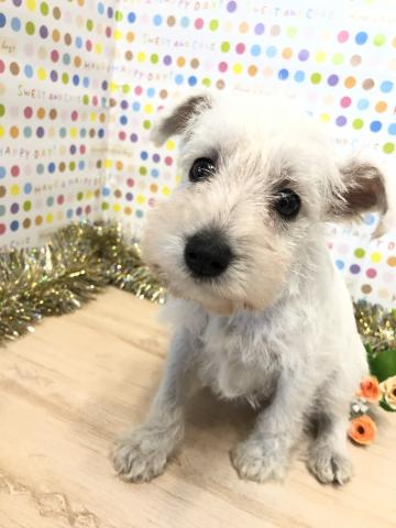 ミニチュアシュナウザー