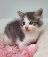 ノルウェージャンフォレストキャット