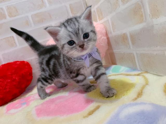 アメリカンショートヘアー