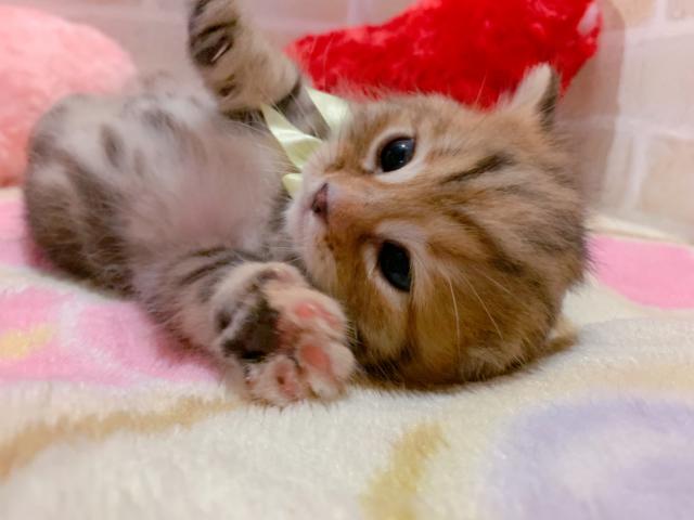 アメリカンショートヘアー