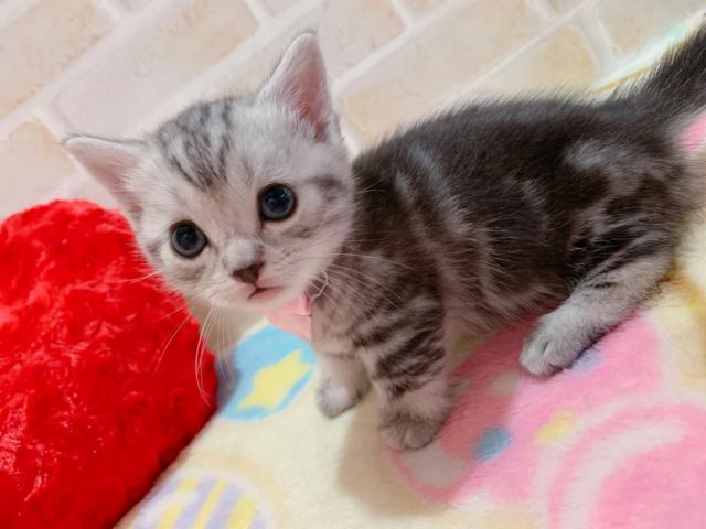 アメリカンショートヘアー