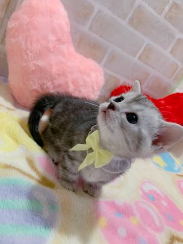 アメリカンショートヘアー