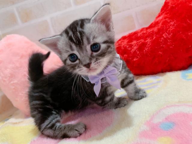 アメリカンショートヘアー