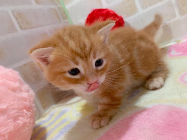 マンチカン中足