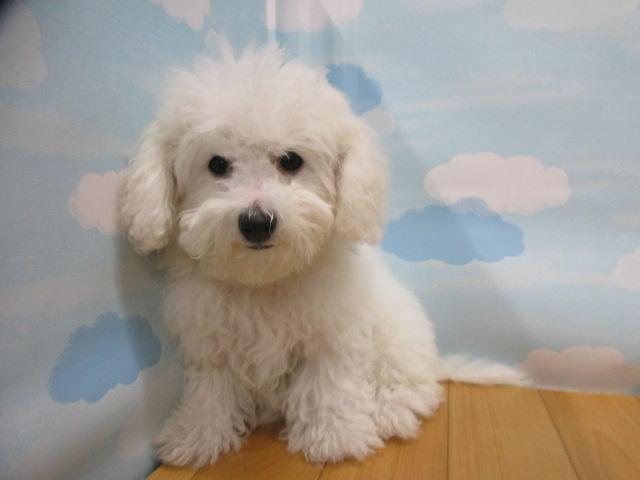 ビションフリーゼ