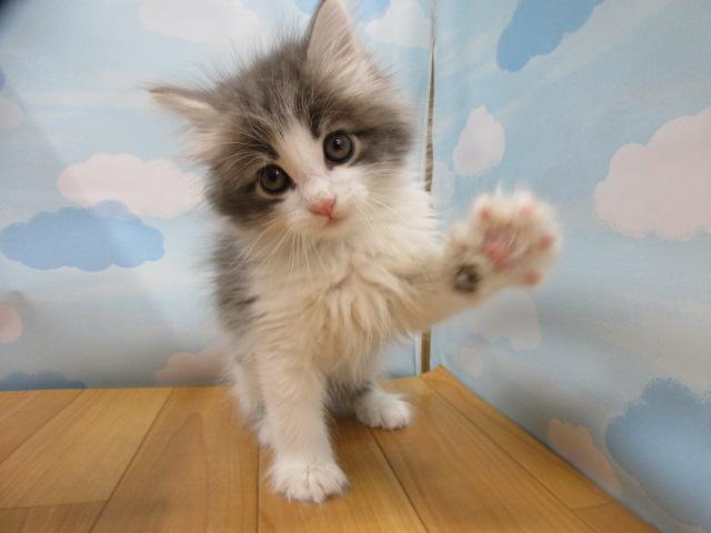 ノルウェージャンフォレストキャット