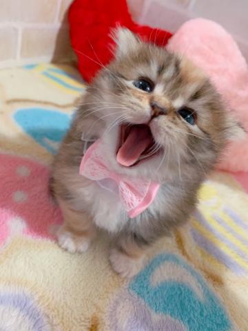 ミヌエット（旧ナポレオン）母チャンピオン短足ロングヘアー