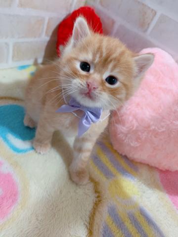 アメリカンショートヘアー