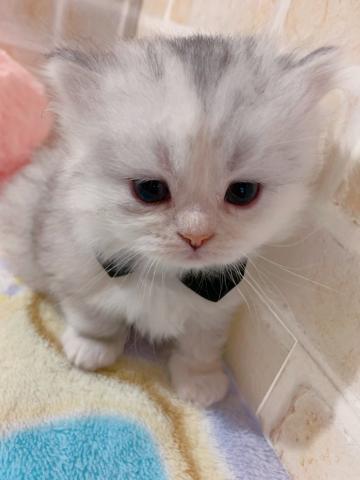 ミヌエット（旧ナポレオン）母チャンピオン短足ロングヘアー