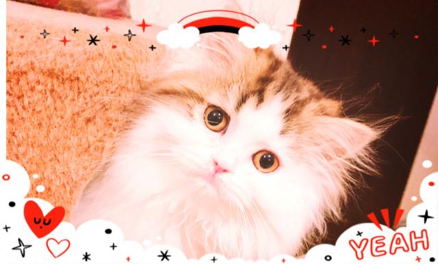 ミヌエット（旧ナポレオン）