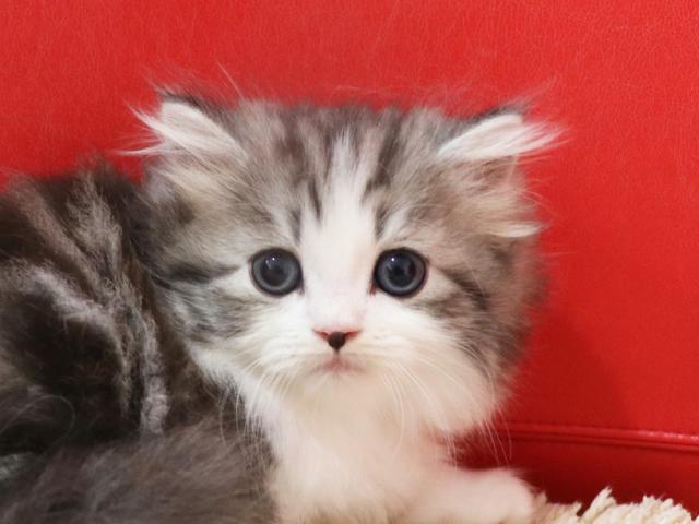 スコティッシュフォールド