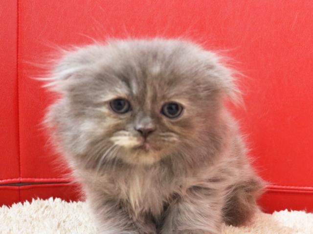 スコティッシュフォールド