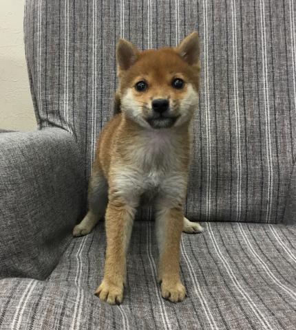 柴犬