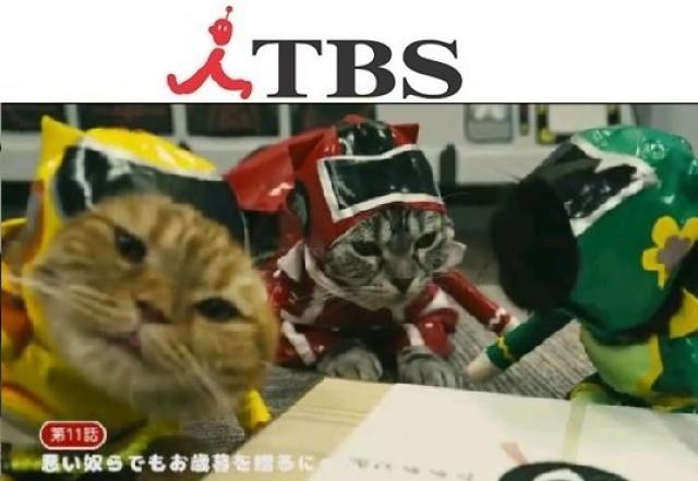 ギャラリー タレント猫専門店 ねこランド春日部西口店 子犬や子猫たちのペット販売情報が満載 ペットステーション