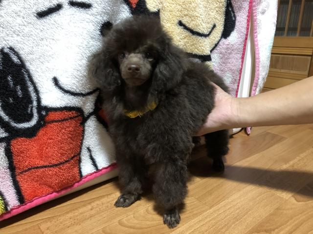 トイプードル