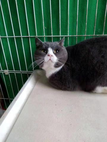 ブリティッシュショートヘア