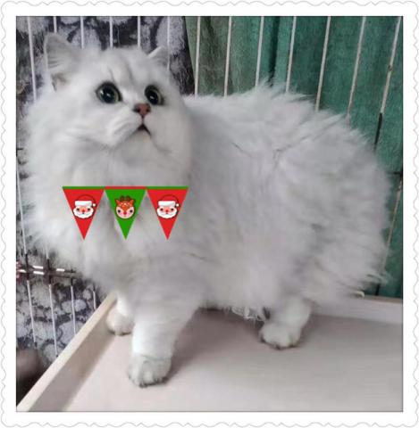 ペルシャ・ヒマラヤン