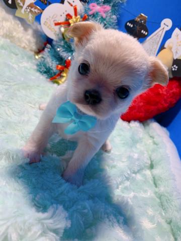 チワワ（ロングコート）