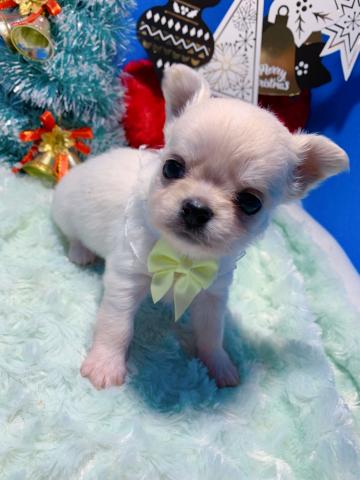 チワワ（ロングコート）