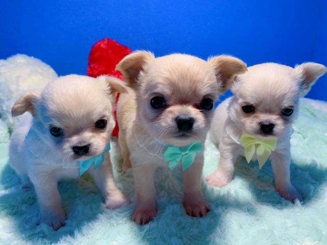 チワワ（ロングコート）