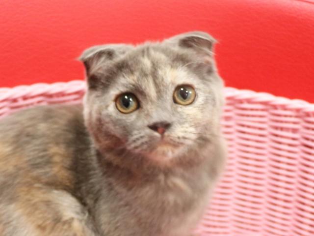 スコティッシュフォールド