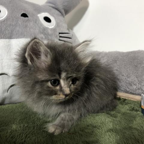 サイベリアン