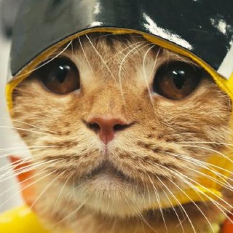 祝 ネコ戦隊 びたたま 第11話 Tbsテレビ に出演 タレント猫専門店 ねこランド春日部西口店 子犬や子猫たちのペット販売情報が満載 ペットステーション 祝 ネコ戦隊 びたたま 第11話 Tbsテレビ に出演 タレント猫専門店 ねこランド春日部西口店 子犬や子猫たちのペット販売情報が満載 ペットステーション