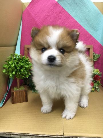 ポメラニアン