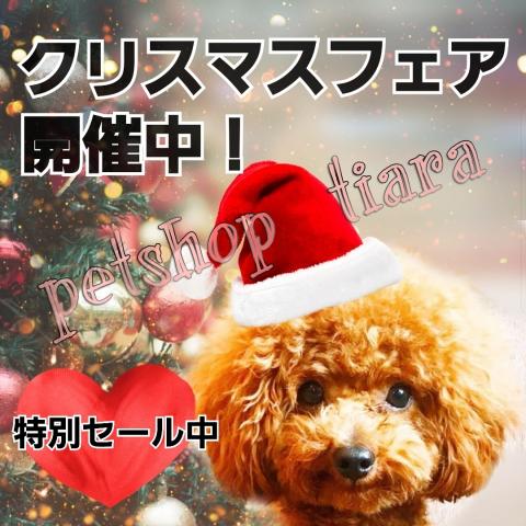 【ワンニャン🎄クリスマスフェア開催中🎄】今がチャンス❗特別セール中☆