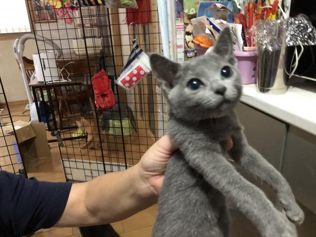 ロシアンブルー