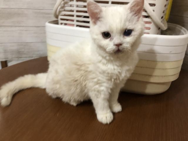 セルカークレックス