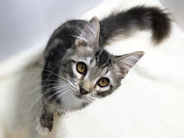 サイベリアン良血統!父猫WCFロシアチャンピオン