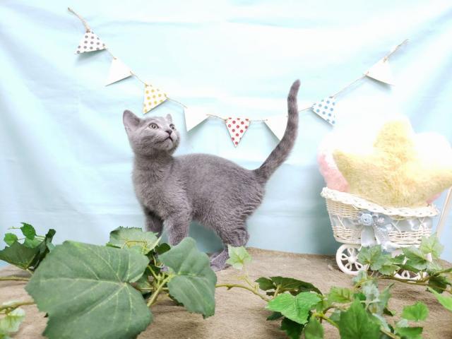 ロシアンブルー