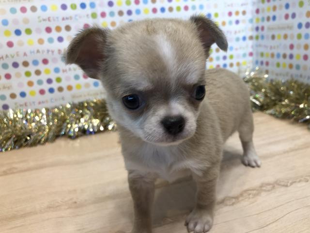 チワワ(スムースコート)