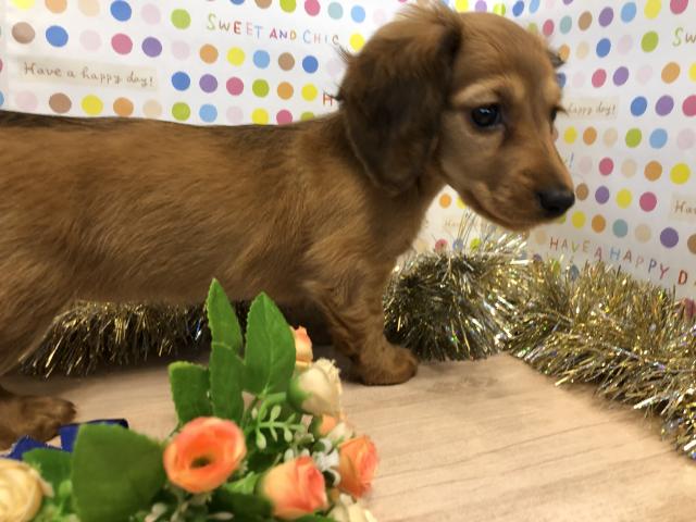 ミニチュアダックスフンド