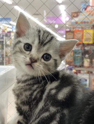 アメリカンショートヘアー