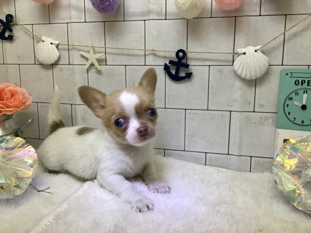 チワワ(ロングコート)