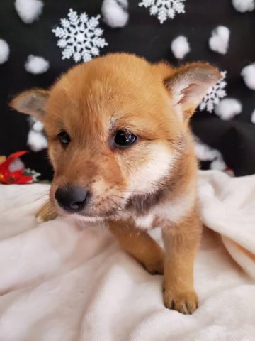 極上豆柴 カワイイ豆ちゃん 子犬や子猫たちのペット販売情報が満載 ペットステーション