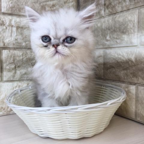 ペルシャ・ヒマラヤン