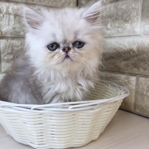 ペルシャ・ヒマラヤン